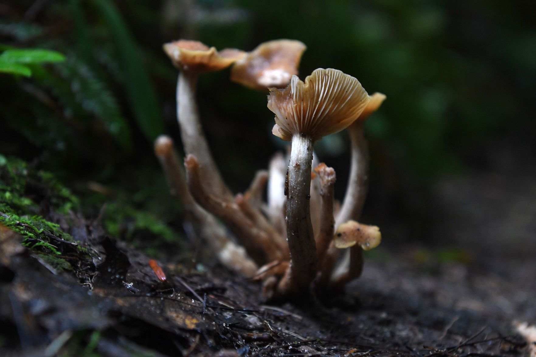 Pennsylvania Mushrooms.3.jpg